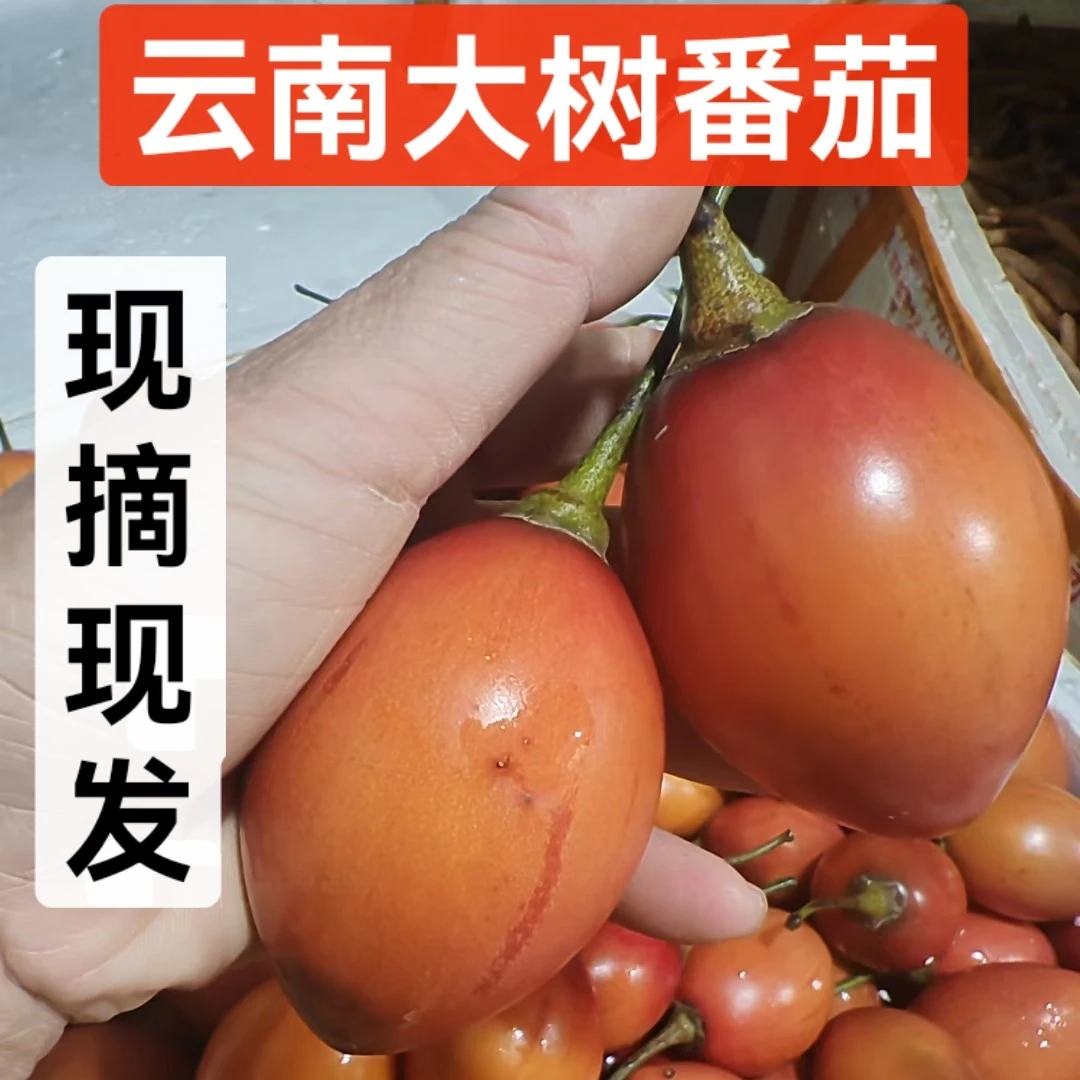 云南大树番茄洋酸茄鸡蛋果孕妇新鲜凉拌水果做菜现货现发
