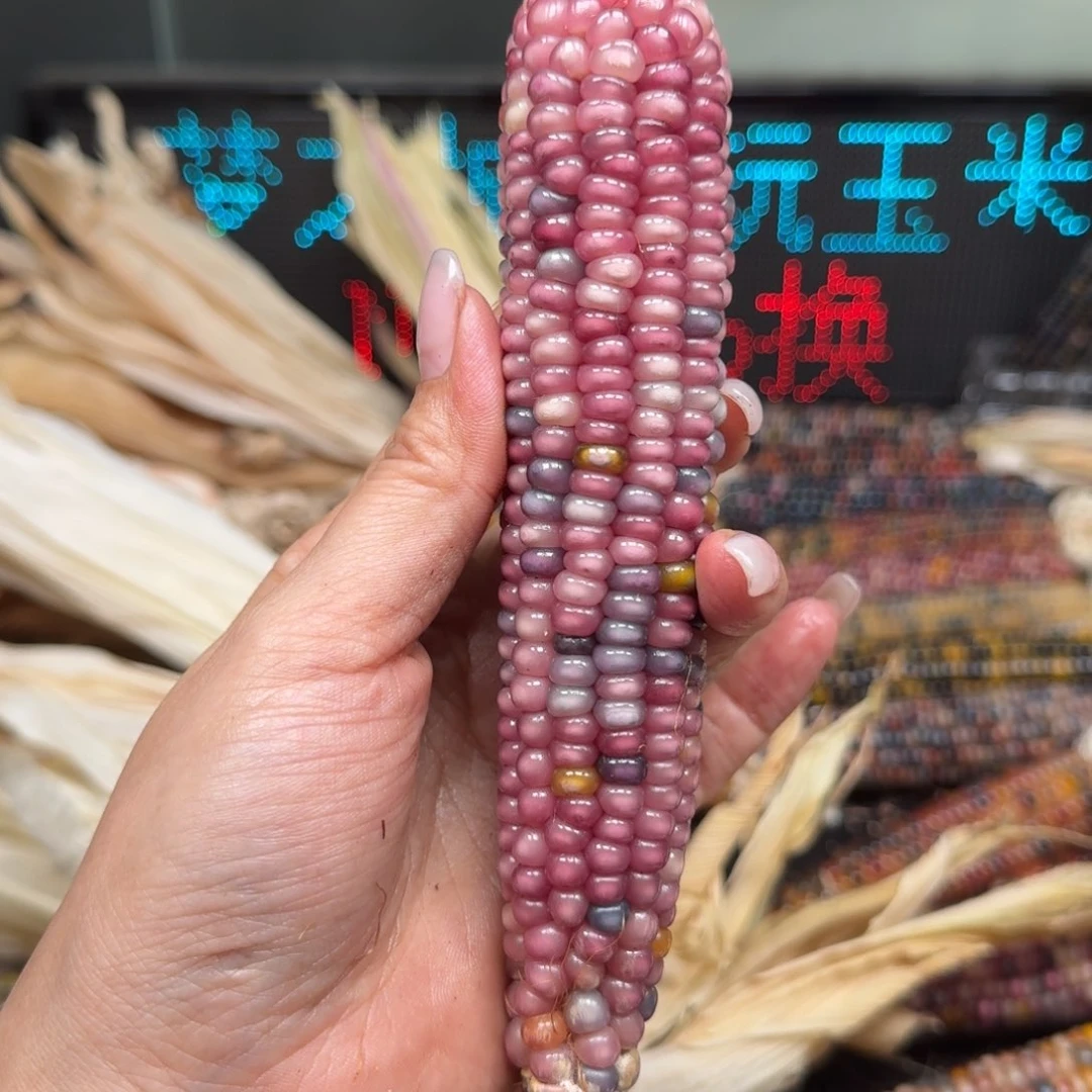 柏香籽/百香籽吊坠染*