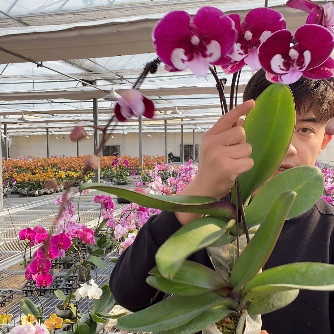 棉***花完全开放宾利两颗装微瑕