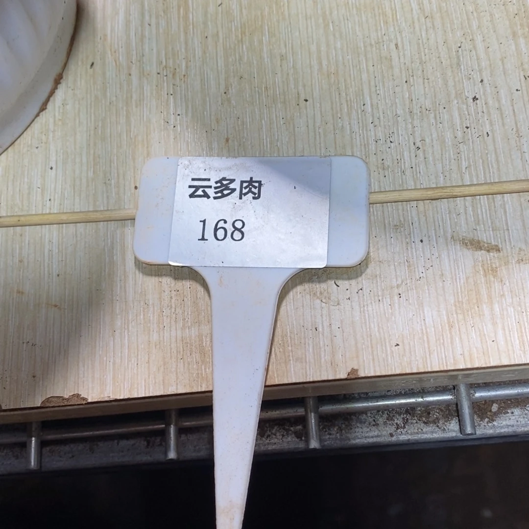 5***8x168-直播福利 牙签
