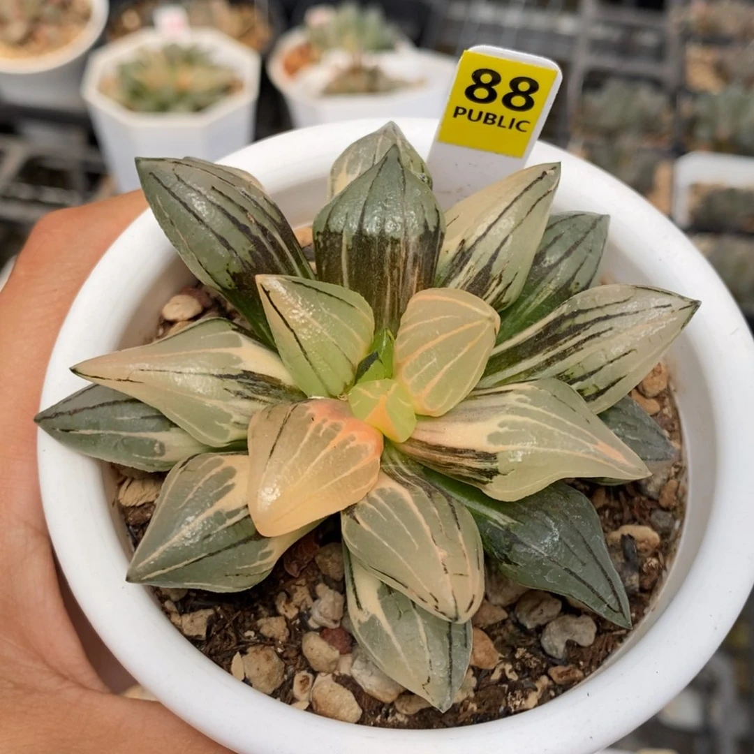 88号西瓜锦带盆的