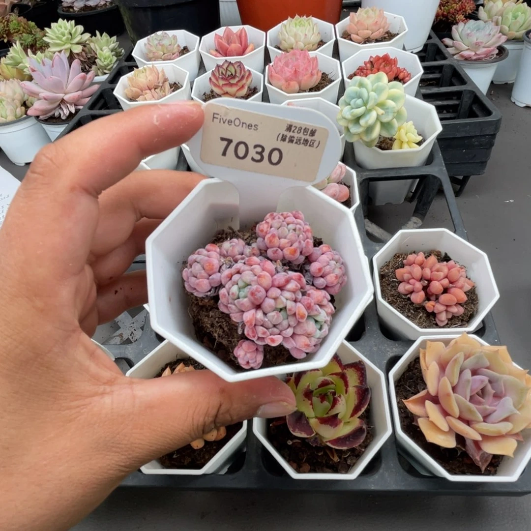 7396娜娅小精灵4.5厘米