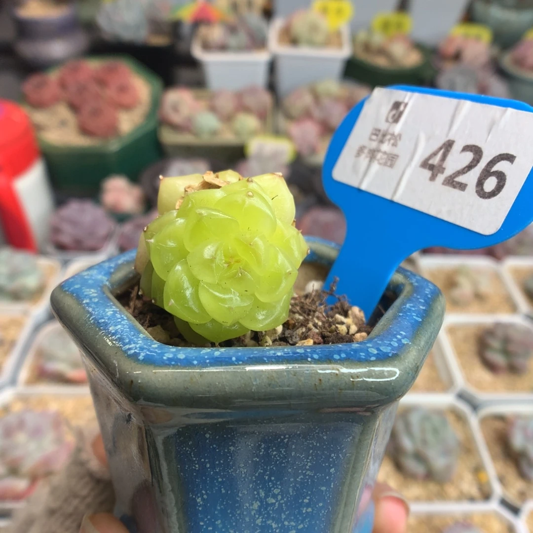 426双头星钻珍妮多肉