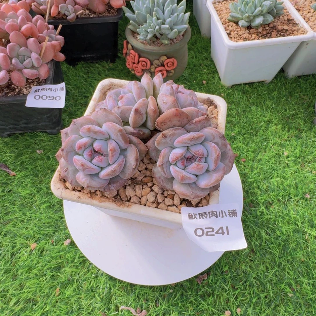 多肉植物石榴籽0241