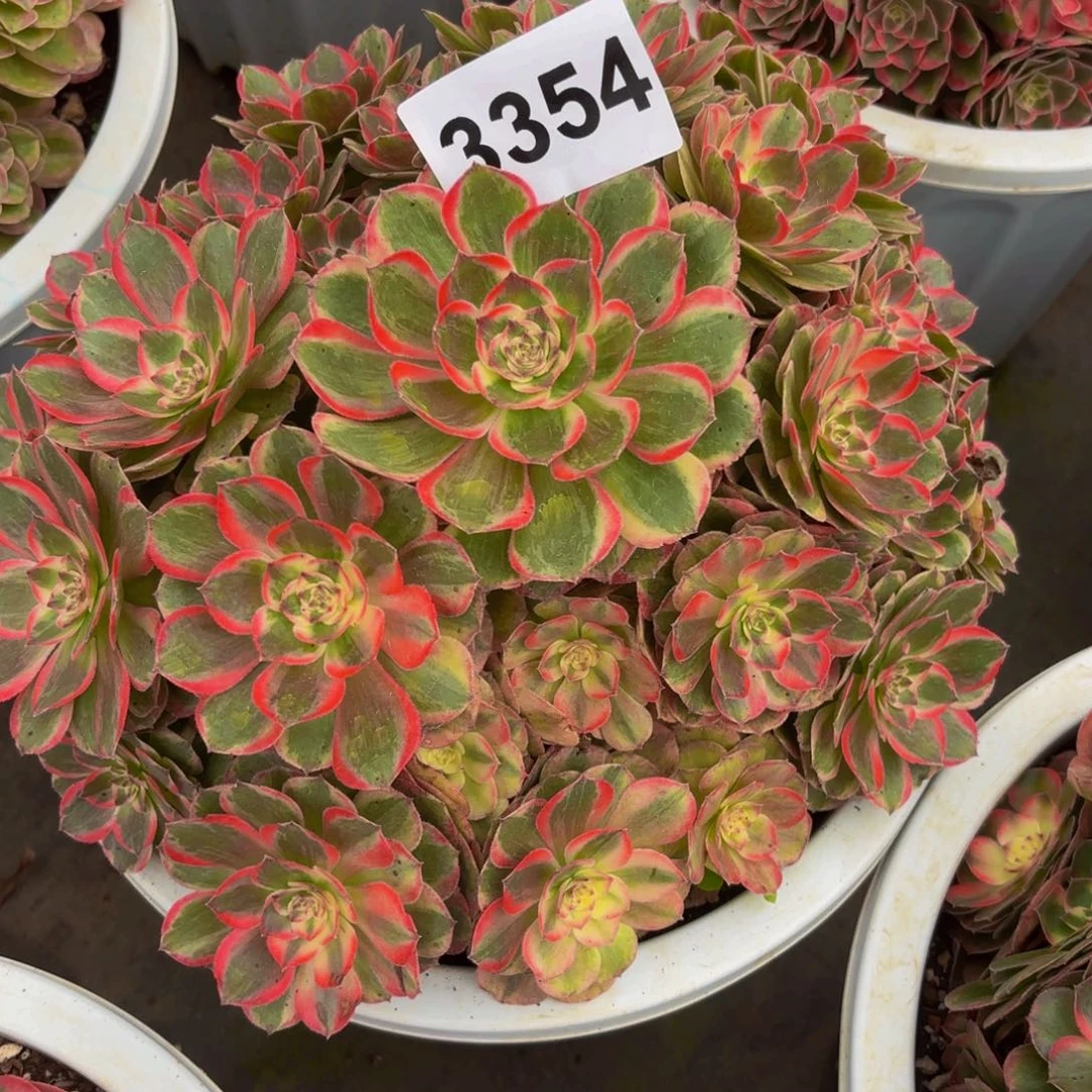 3354多肉植物云河