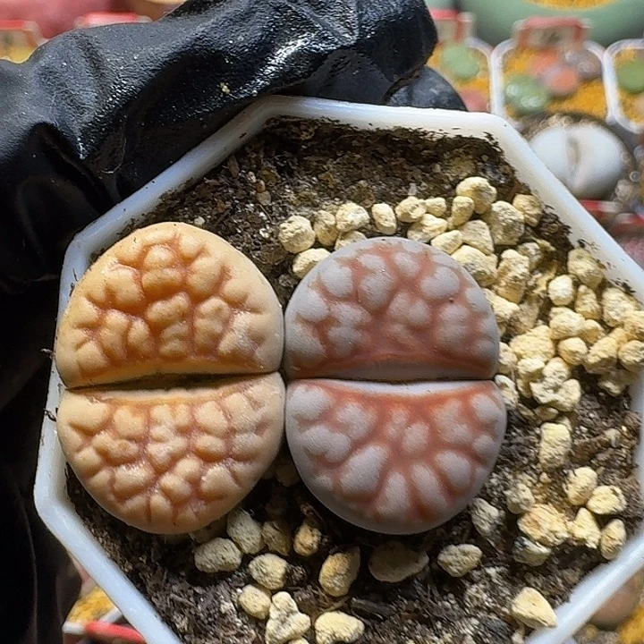 生石花2:：：/。  25号。 2.1zuoyouq