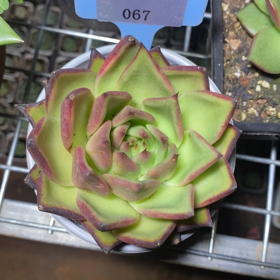 x067-多肉植物 东云杂