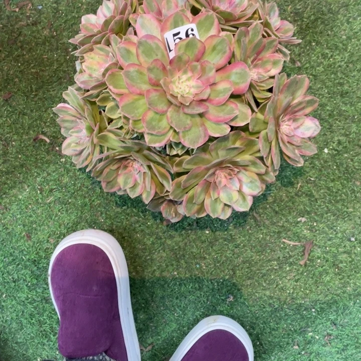 156号精品法师玉姿
