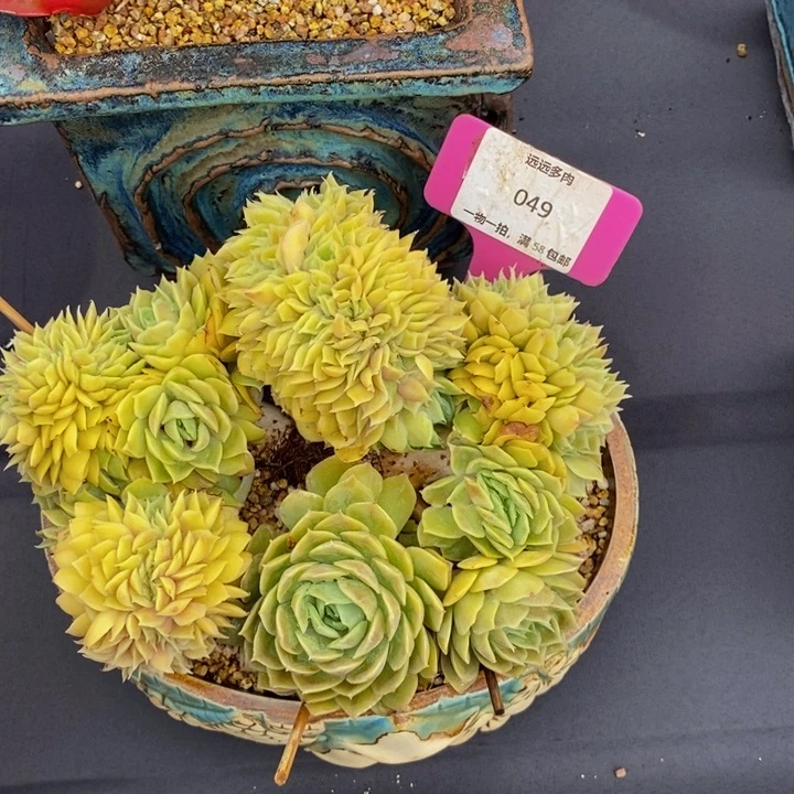 049昂斯诺缀肉肉肉