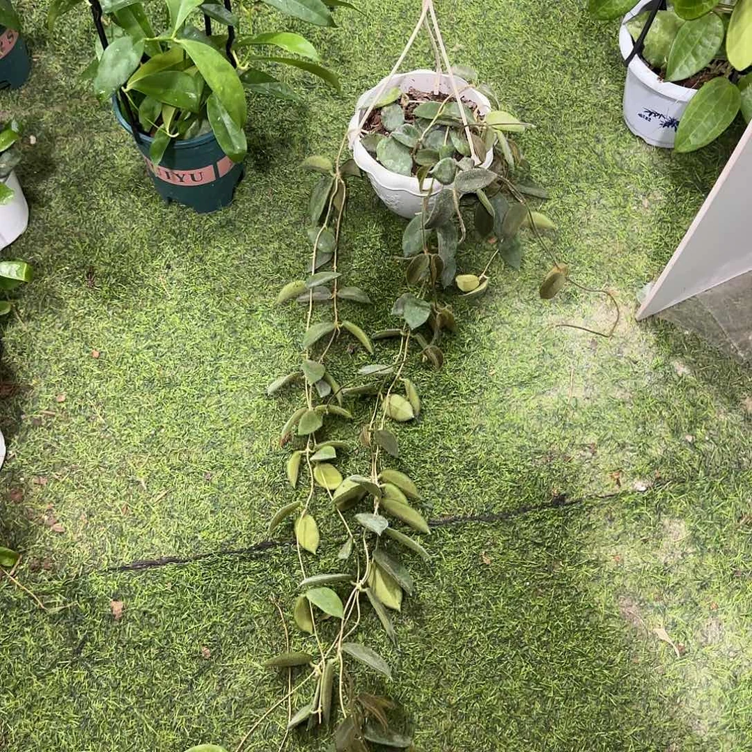 无花朵西藏亚粉球兰