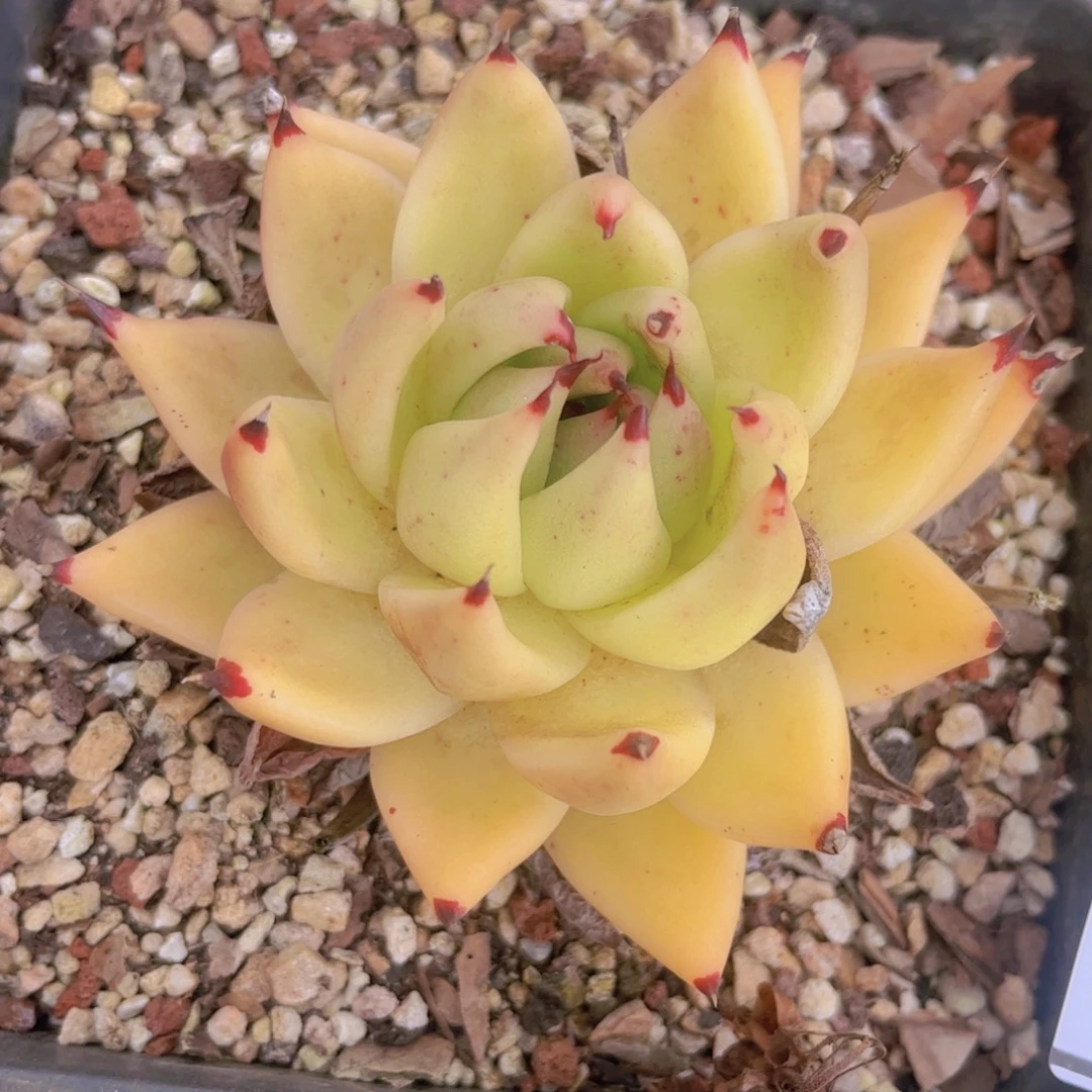 黄皮乌木0314多肉植物