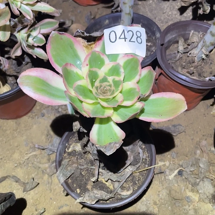 多肉植物法师428燕姿锦