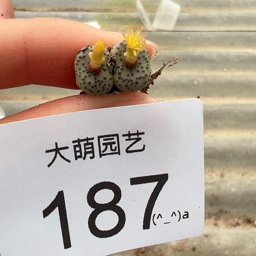 一物一拍            187