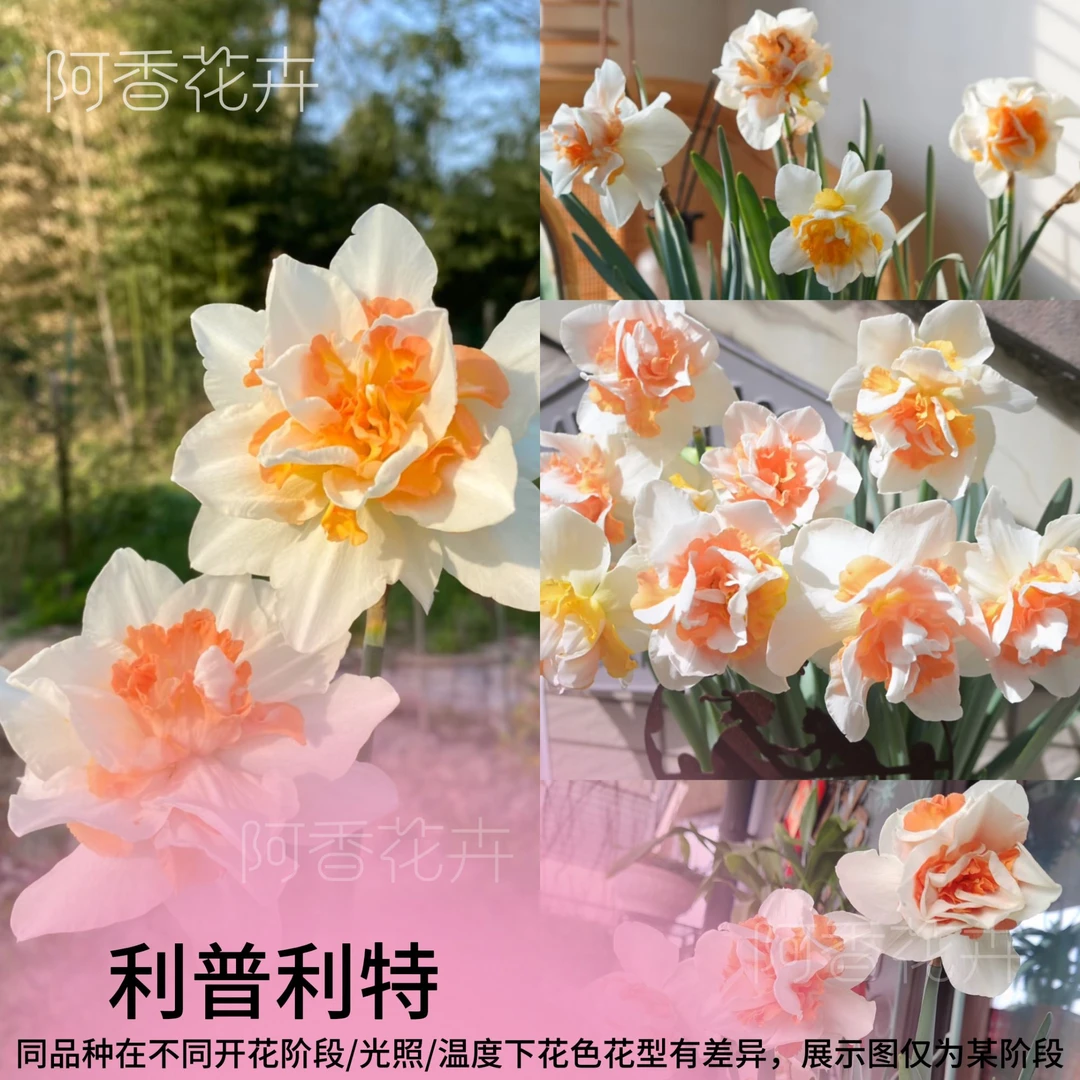 阿香花卉 重瓣洋水仙种球水仙水养盆栽滴栽冬季室内外阳台开花，