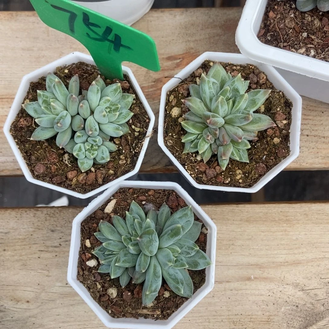754伊丽莎白3颗多肉植物保护