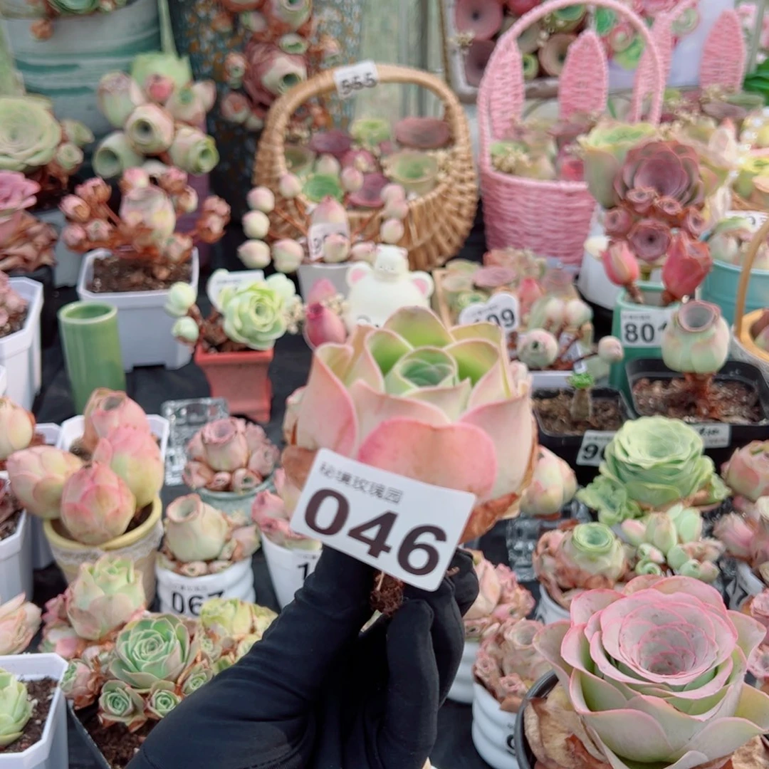 w***霞046桃夭老桩。   一物一拍