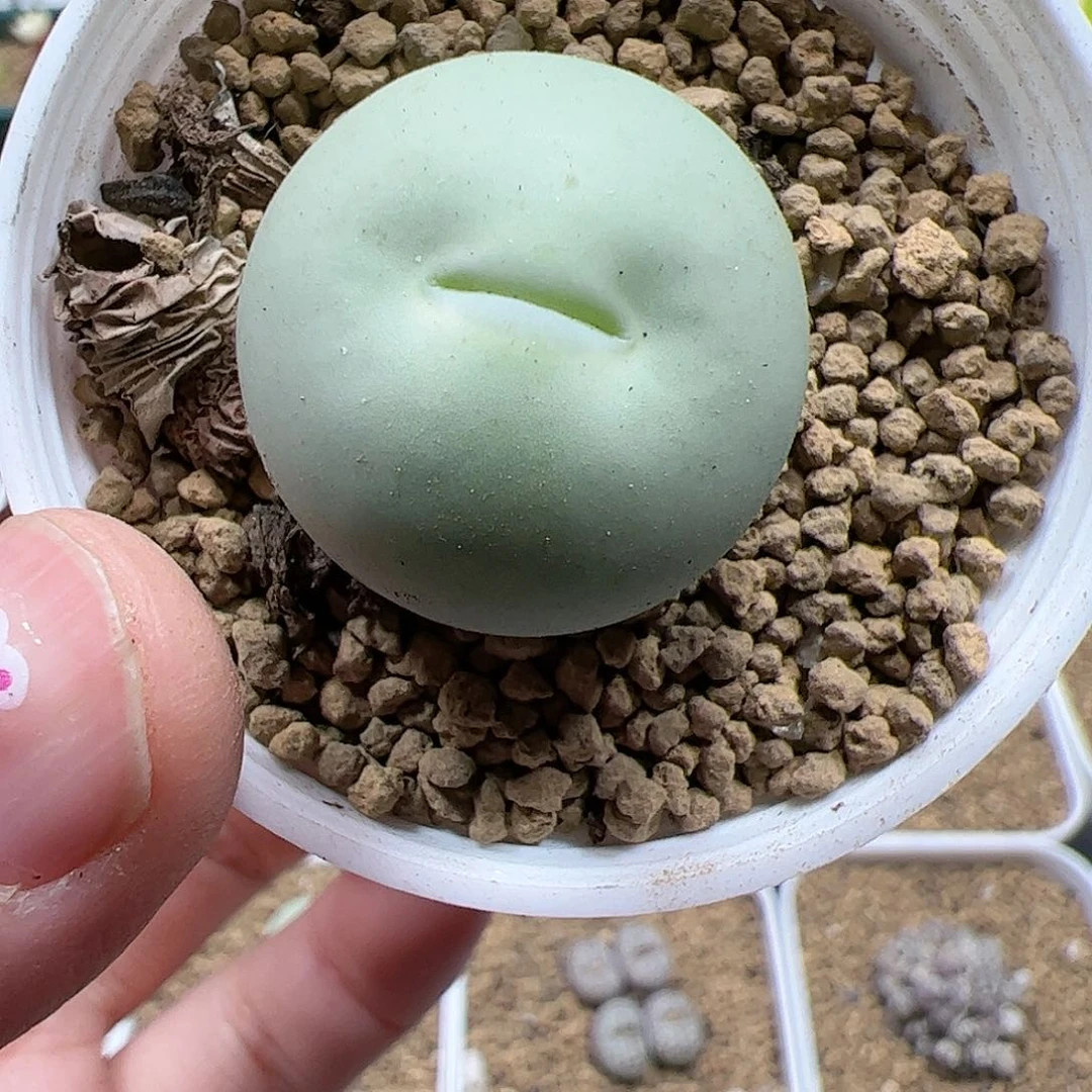 【闪购商品】⁰**⁰338+337 不退运费