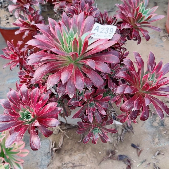 239k孔雀斤多肉植物