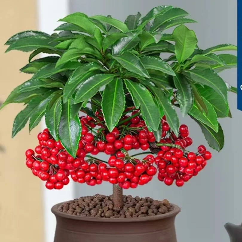 一物一拍 富贵籽造型牡丹石榴花树火棘吉祥果