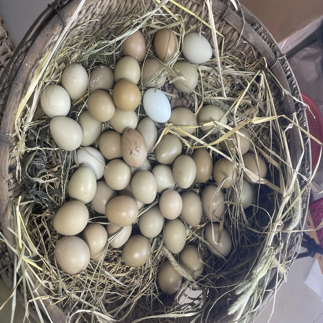 农户自养土鸡蛋当天现捡鲜蛋散养七彩山鸡蛋营养丰富宝宝辅食