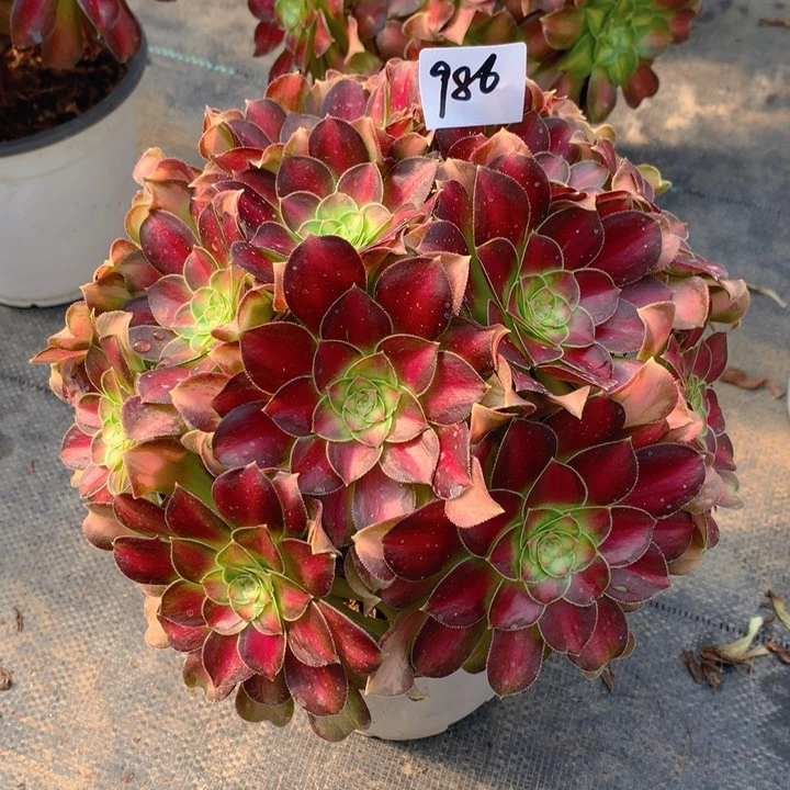 986韶华花绣球朵朵