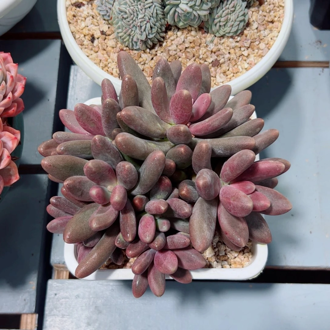 糖果自然群多肉植物