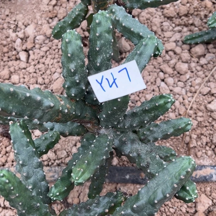 冰***洁Y47嫁接水仙晴朗30