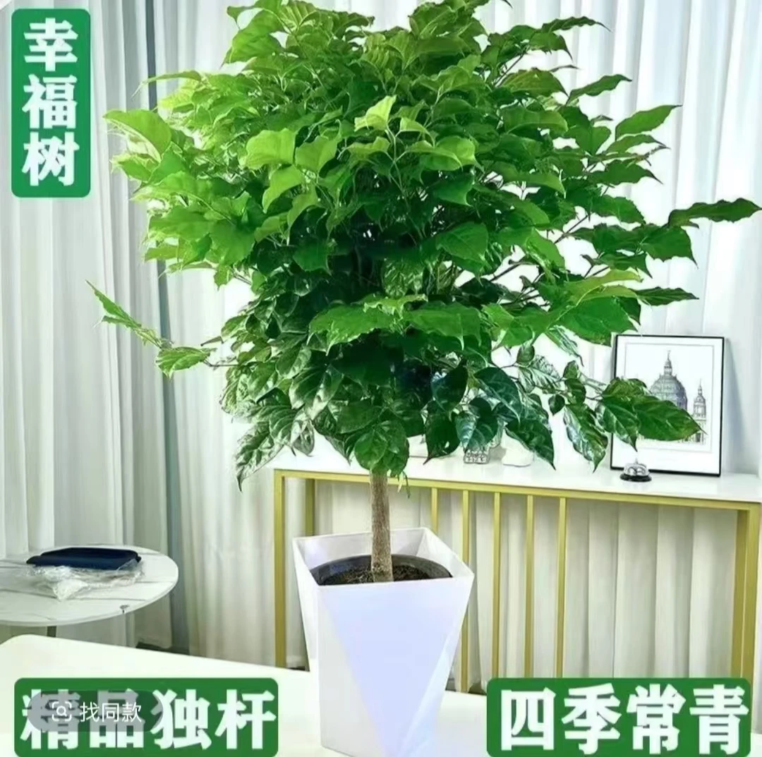 70 - 90公分高度独杆幸福树盆栽四季常青可吸醛净化空气