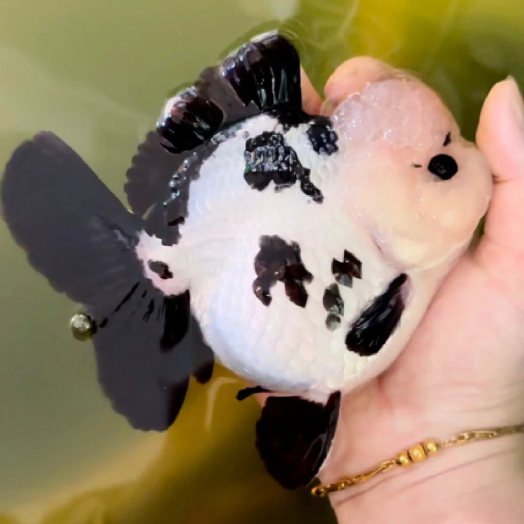 银荧子金鱼泰国进口超级种鱼玛丽泰狮（运费顺丰到付）寄养不退换