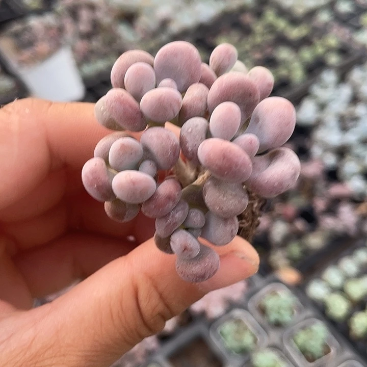 桃蛋群随机发满18包邮