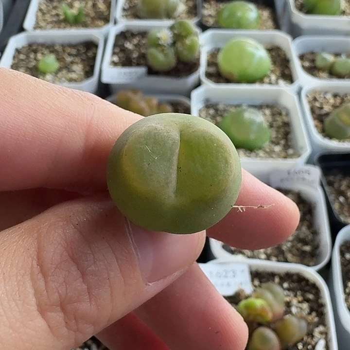 老马生石花o泡1631
