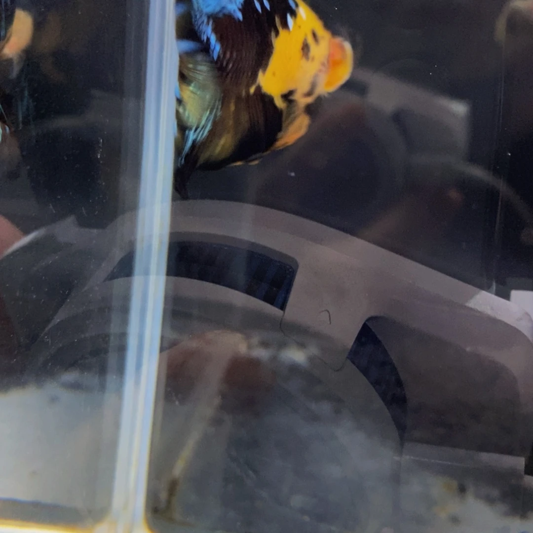 斗鱼365巨斗111111