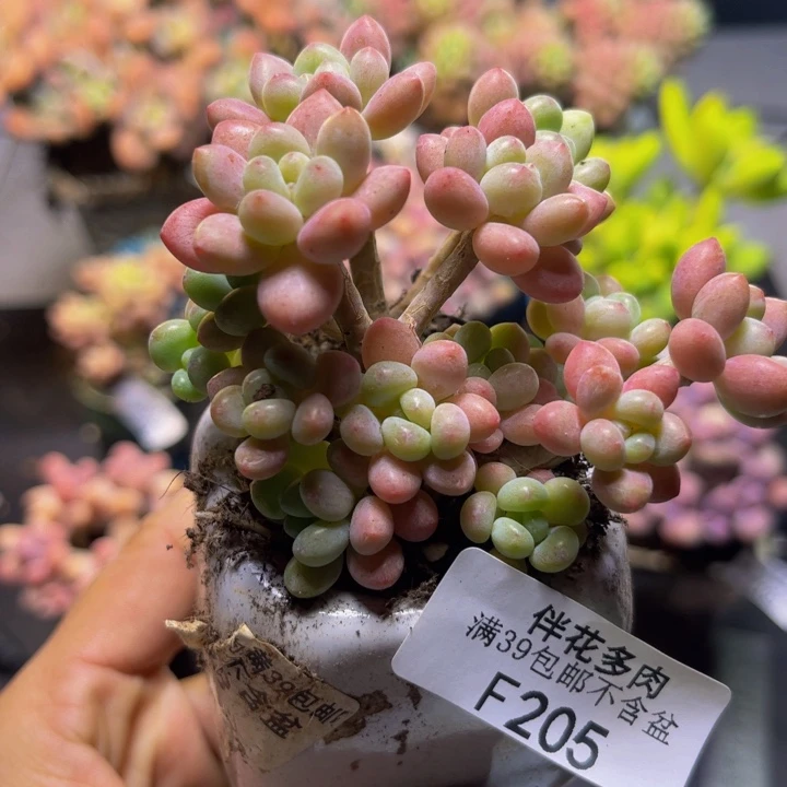 鱼子酱205/8cm多肉