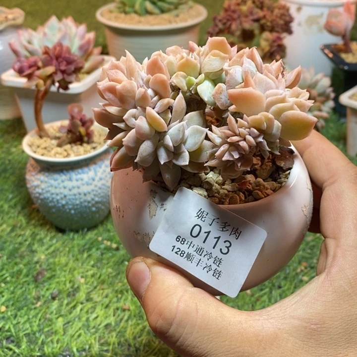 0113啊啊啊啊啊啊啊啊啊