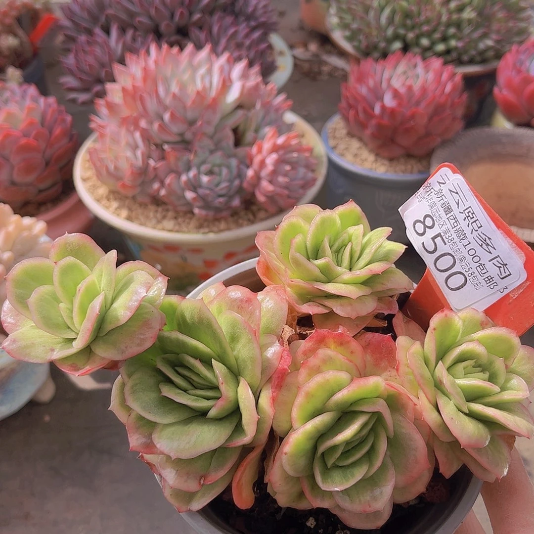 8500冰玫瑰锦。