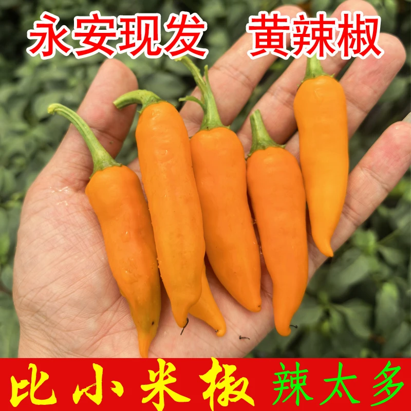 福建永安黄辣椒新鲜采摘特辣小黄椒农家种植火锅蘸料摆摊商用百搭