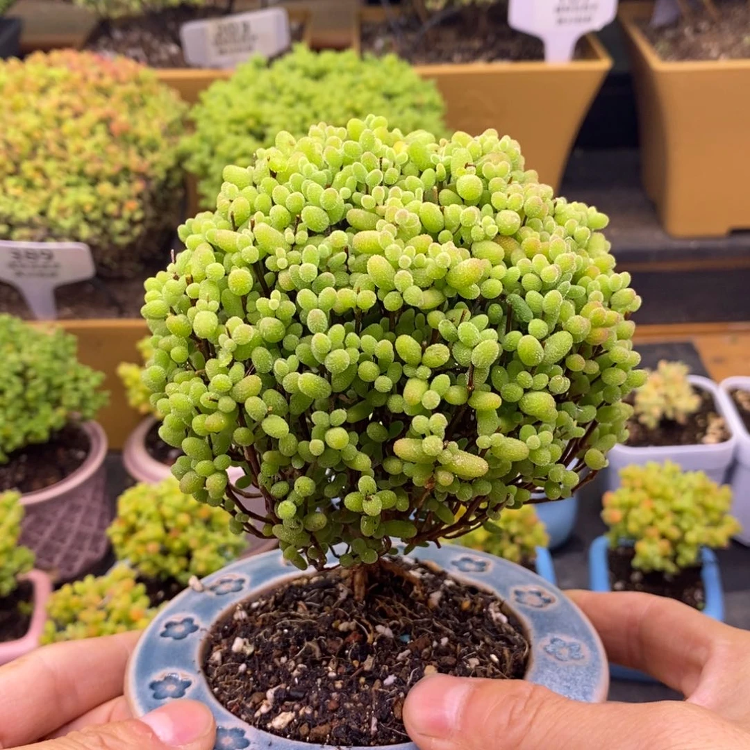 无花朵你****友169金橘糖球不带盆