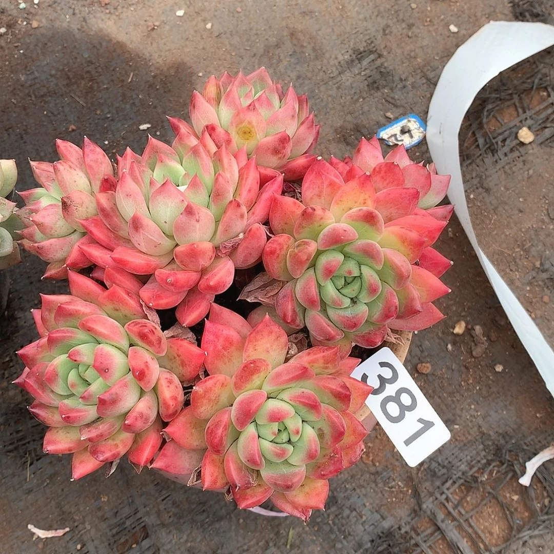 381冰心公主一物一拍多肉