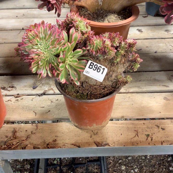 杨***姐961红铜白缀多肉法师