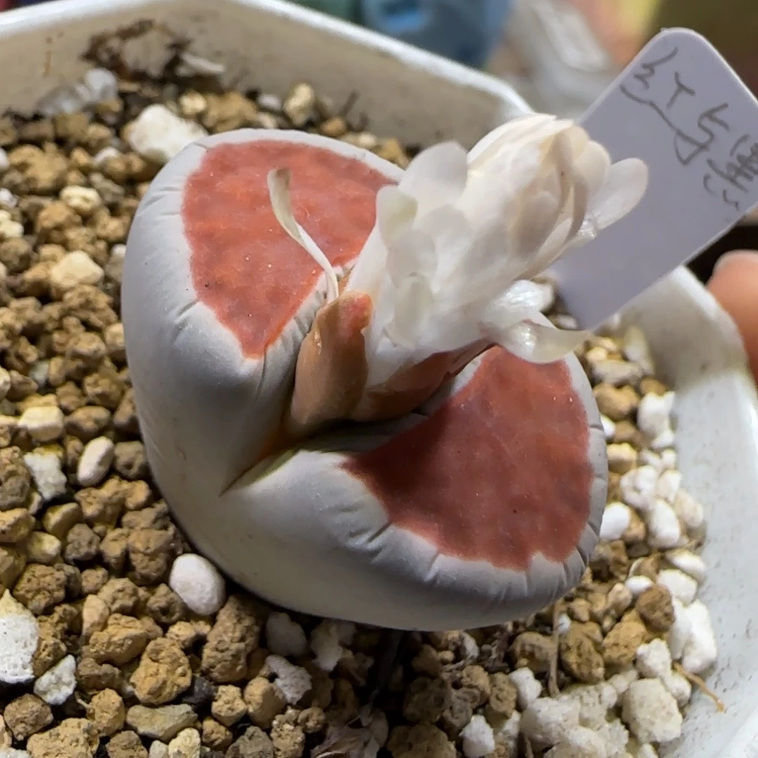 11.26。     红与黑。     2005