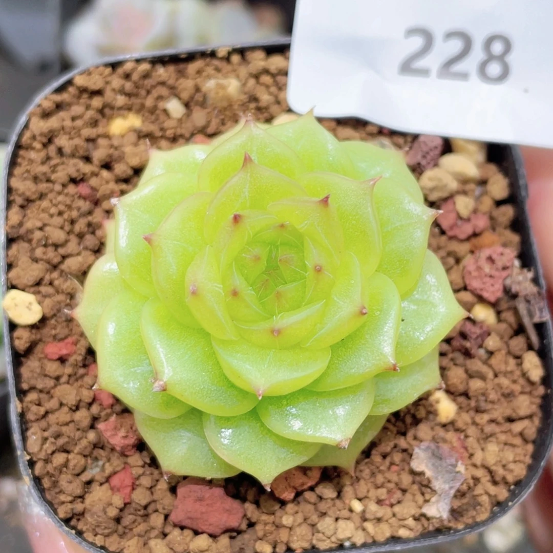 228号糖心冰心珍妮 瑕疵！