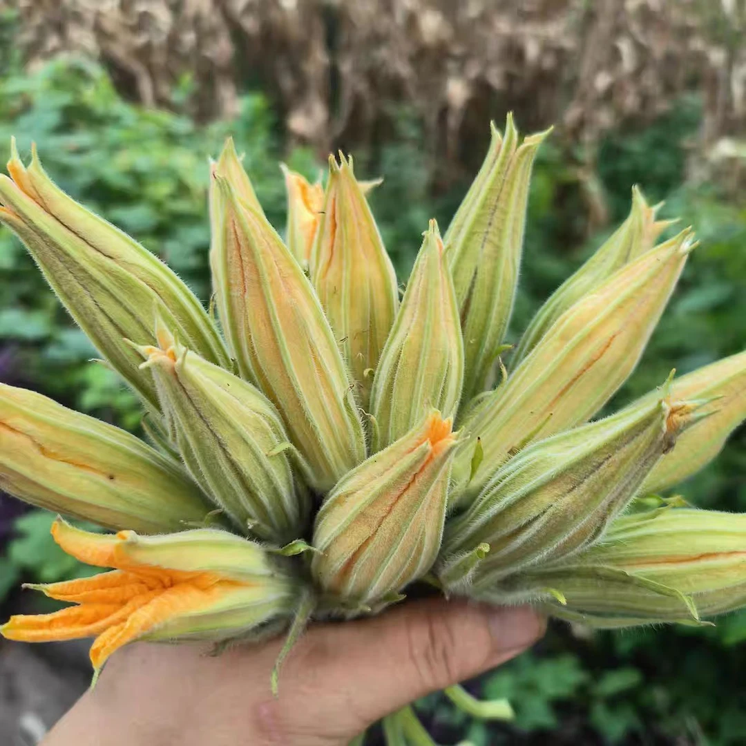 重庆本地农家自种新鲜南瓜花食用南瓜花嫩南瓜花新鲜现采保鲜发货