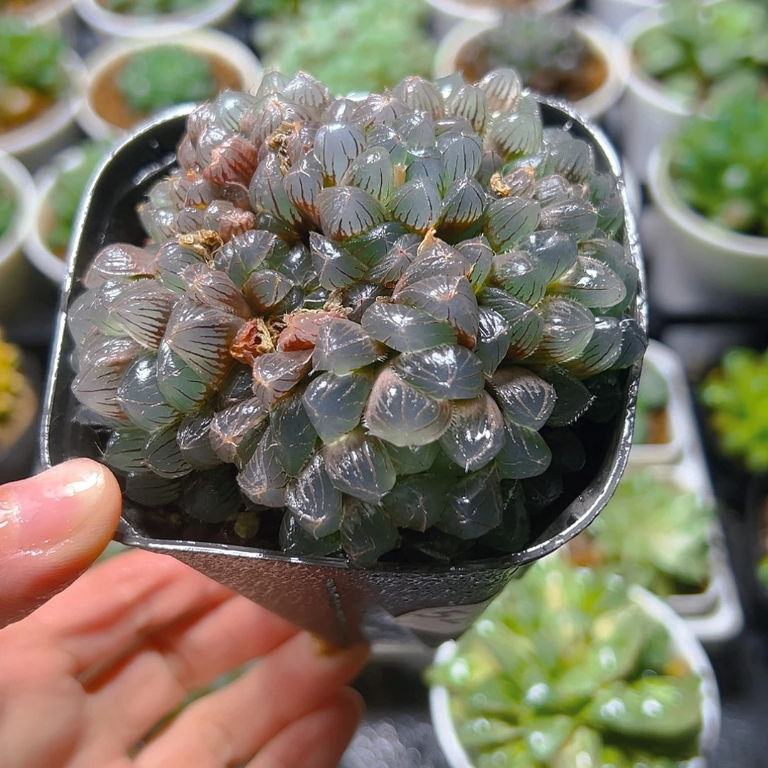 蓝镜群多肉多肉多肉