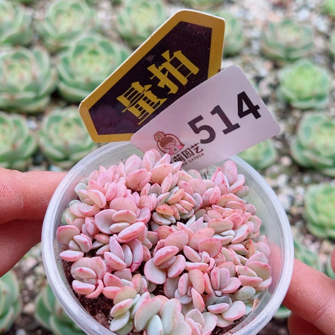 多肉植物多肉植物