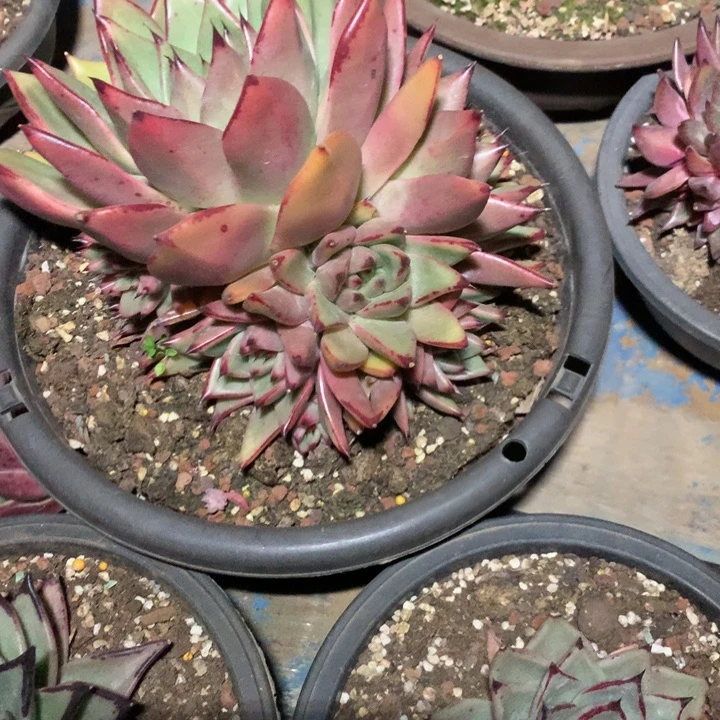 美肉特价活动开始了