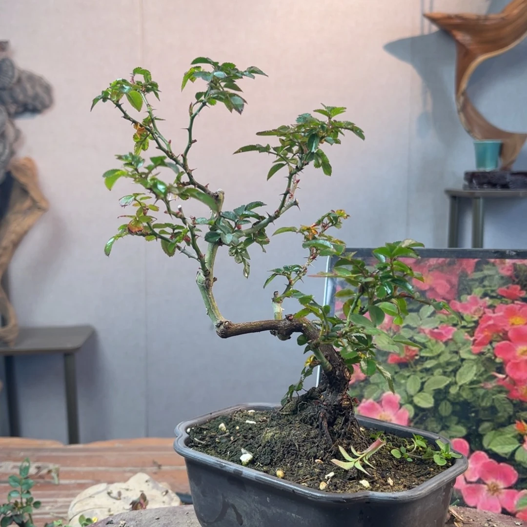 西***°少量花朵（建议范围：2朵-5朵 或40%以下）