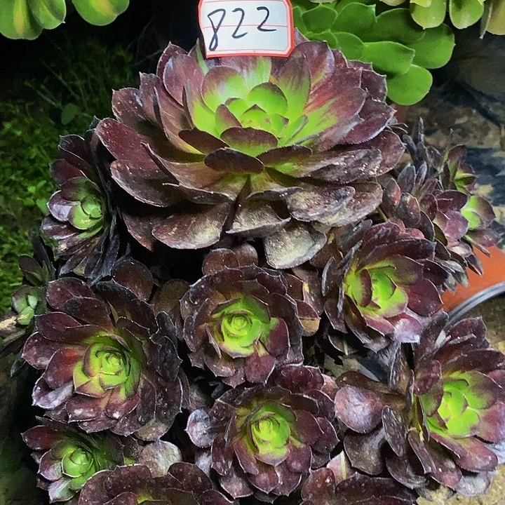 黑美人老桩捧花822号