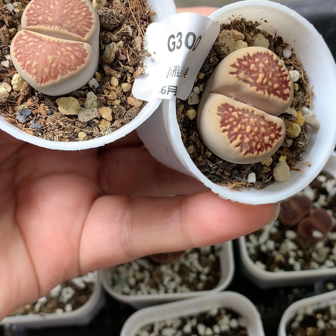 G300多肉植物保护研究所