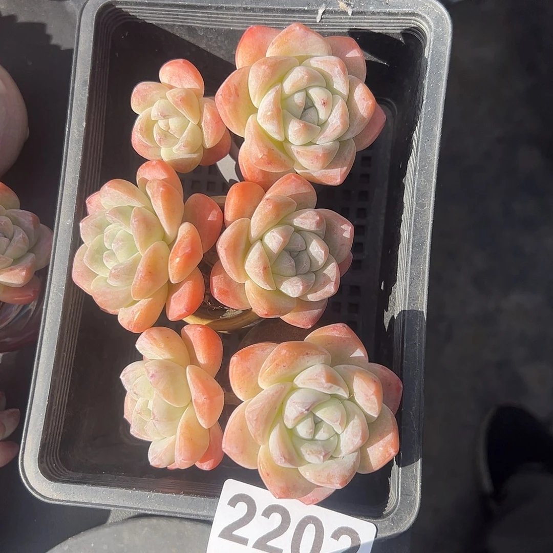 我****2202，三个双头冰玉带盆发的
