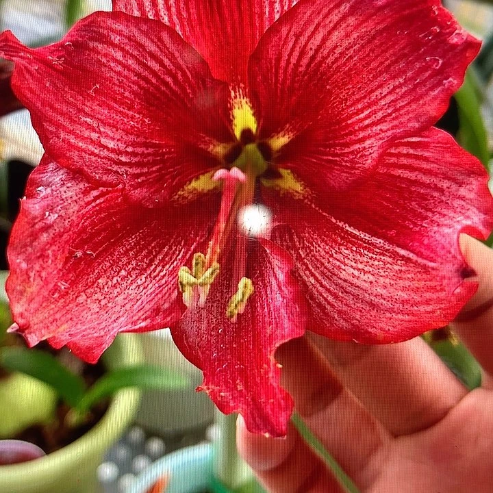 马瑟特直径6cm+带花剑一颗